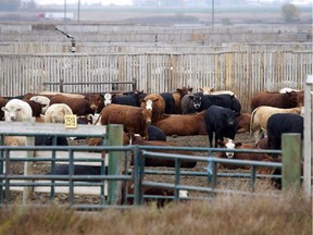 Cattle look out from a feedlot in Brooks, Alta., Wednesday, Oct. 10, 2012.