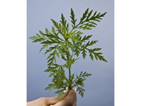 This is what the ragweed plant looks like.