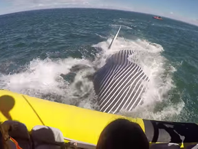 In this still from a video posted July 31, 2016 by Eric Mouellic, a fin whale swims under a Zodiac whale-watching boat near Tadoussac.