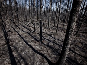 Scorched forest is seen after fierce fires devastated the region where the Wemotaci reserve is located, leaving it relatively unharmed, 100km north of La Tuque in Northern Quebec on Saturday, May 29, 2010.