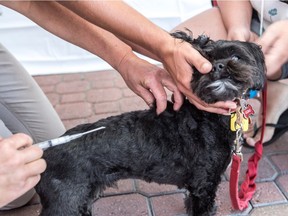 Gizmo is about to have a microchip injected into his body at a pet identification clinic in Pointe-Claire on Saturday, Aug. 20, sponsored by the SPCA Ouest de l'Île. (Dave Sidaway, Montreal Gazette)