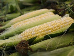 Corn on the cob is at its best.
