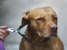 Montreal city council votes on a controversial new bylaw concerning pit bulls Monday.