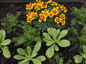 The beauty of some vegetables and other edible plants make them an attractive choice for flower gardens.