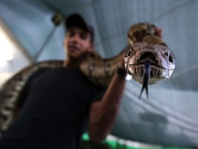 Pythons are not poisonous, though they do come out at night to feed on small rodents.