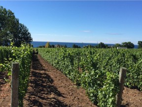 Prince Edward County has the right climate and soil for pinot noir and chardonnay.