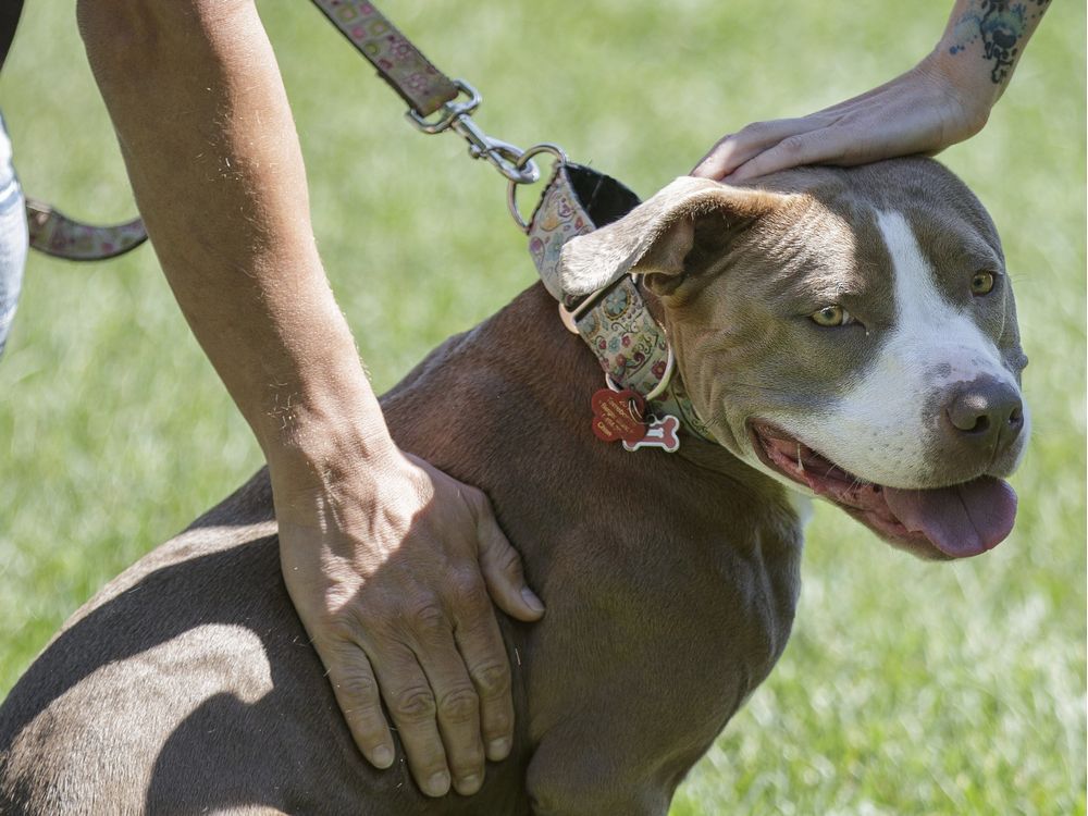 Canine Rescue Groups Moving Pit Bulls From Montreal To East Coast   Protest Against Pitbull Bans1 