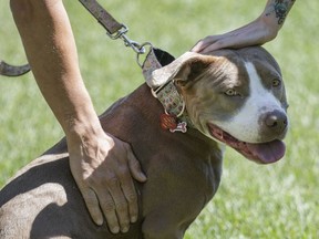 However, because of new bylaws adopted by the city of Montreal last year, no dogs would be permitted at the protest, so protesters were told to leave their four-legged friends at home. Dario Ayala / Montreal Gazette