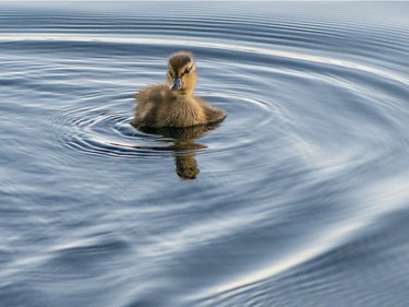 Small duckling in lake. Photo by Benjamin Gordon.
