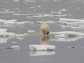 A polar bear walks on the ice on Hudson Bay.