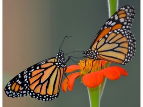 A pair of monarch butterflies, hatched just hours earlier, feed on a flower.