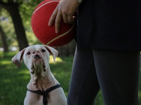 Cielo, the white boxer, sits next to owner Fabiola Avalos. He is visibly intrigued by the ball in the foreground and by the high-pitched dog sounds being made by the photographer. (Photo by Paul Labonté)