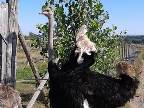 Toron, a seven-year-old male ostrich, found dead on a farm in St-Eustache on Sept 4.