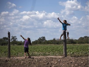 In this May 31, 2013 photo, girls use slingshots next to a biotech soybean plantation in Avia Terai, in Chaco province, Argentina. The country's entire soybean crop and nearly all its corn and cotton have become genetically modified in the 17 years since St. Louis-based Monsanto Company promised huge yields with fewer pesticides using its patented seeds and chemicals. Instead, the agriculture ministry says agrochemical spraying has increased eightfold.