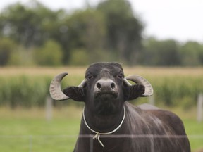 It took Jason Fuoco months to figure out how to milk a buffalo. "The happier and calmer they are, the better the milk is," he says of his herd of 60.