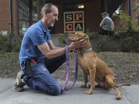 A 9-year-old pit bull named Angel with Patrice Robert, animal care manager at the SPCA in Montreal Thursday, July 7, 2016.