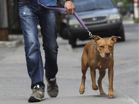 A nine-year-old pit bull named Angel goes for a walk with Patrice Robert, an animal care manager at the SPCA in Montreal in July 2016.