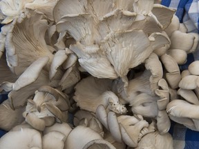 Two organizations are offering courses this autumn on harvesting and enjoying the safe varieties of mushrooms.