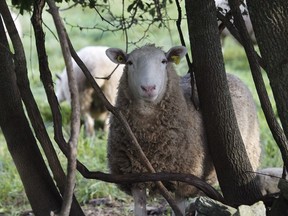 Two winners in this year’s Sélection Caseus cheese contest are made from sheep’s milk: Taliah, an aged cheddar type which won gold and La Madeleine, a soft ripened cheese, which earned silver.