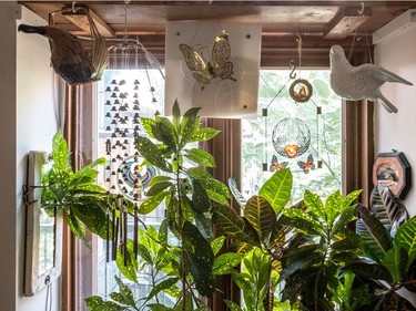 Plants absorb all the light they can in this kitchen window. (Dave Sidaway / MONTREAL GAZETTE)