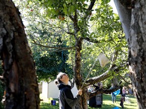 Tracy Eades uses a cherry picking tool as she picks apples in Vaudreuil on Friday September 23, 2016. Eades is part of Vergers Chez Nous, a group of people who help people harvest fruits and vegetables.