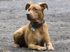 Myo, a 10-month-old pit bull mix, plays at the dog run at NDG Park in Montreal.