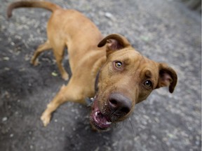 Myo, a 10-month-old pit bull mix, plays at the dog run at N.D.G. Park in Montreal, Tuesday September 27, 2016.