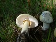 Death Cap mushrooms are "natural," but also highly toxic.
