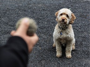 Otis the cockapoo focused on his tennis ball in Centennial Park in Dollard-des-Ormeaux.
(Photo by Paul Labonté)