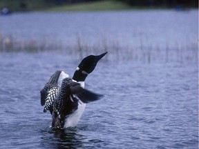 A loon shakes water from itself on Leighton Lake in the interior of British Columbia.