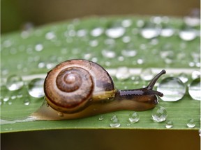 It seems the snails have to be stressed to secrete their sought-after slime. But how does one stress a snail?