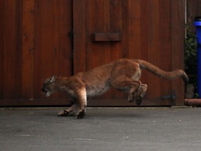 A wild cougar runs away before it was chased down and eventually trapped and tranquilized in the community of James Bay in Victoria, B.C., Monday, October 5, 2015.
