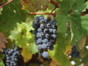 Much of the world’s cabernet sauvignon is planted in places that are either too hot or too cold.