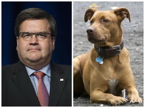 Montreal Mayor Denis Coderre has issued a statement saying the city might appeal the suspension of the pit-bull bylaw.