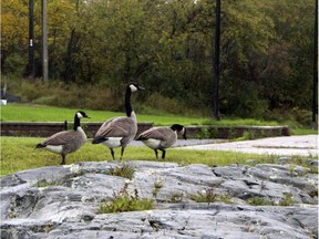 Vaudreuil city council says Canada geese are making a mess of its waterfront parks.