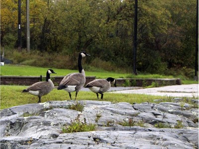 Canada goose quebec sales 90