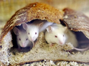 An enzyme could open a window into how the brain regulates metabolism, but studies about weight loss in mice don't translate directly to humans.