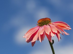 More than 8,000 Montreal echinacea plants will be produced for Montreal’s 375th birthday.