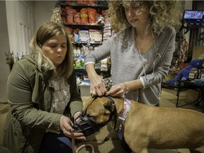 Tara Garland, left, gets the attention of her 6-year-old mix, Gia, as Canine and Co. owner Claire Barakaris, right, adjusts a leather muzzle on the dog on Sunday Oct. 2, 2016.