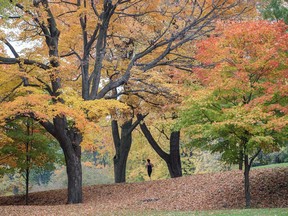 A woman runs amidst colourful trees on an autumn day at Mount-Royal park in Montreal on Thursday, October 20, 2016.