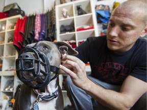 Nick Pensa fits a muzzle on his dog, a 2 1/2-year-old pit bull named Priya, at the Doghaus pet shop in NDG, Montreal, Monday October 3, 2016.