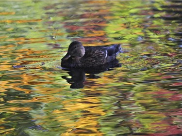 A duck swims in the pond at Westmount Park  on October 7, 2016.