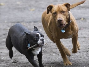 Myo, a 10-month-old pit bull mix, right, plays with Tonka, a Boston bull terrier, at the dog run at N.D.G. Park in Montreal, Sept. 27, 2016.