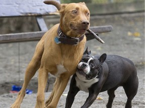 Myo, a 10-month-old pit bull mix, left, plays with Tonka, a Boston Bull Terrier, at the dog run at N.D.G. Park in Montreal on Tuesday, Sept, 27, 2016.