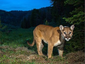 The Teton Cougar Project-Panthera captures an image of a cougar in northwest Wyoming.