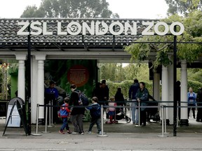 Visitors go in the main entrance of London Zoo in London, Friday, Oct. 14, 2016. Management of London Zoo said Friday that a silverback gorilla's escape from its enclosure was a "minor incident" that posed no danger to the public.