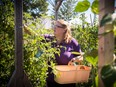 Volunteer Georgia Jerkovic during the Foresters Financial community garden harvest.