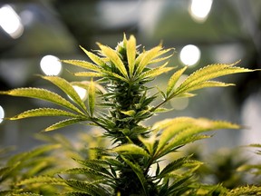 A marijuana plant and its buds.