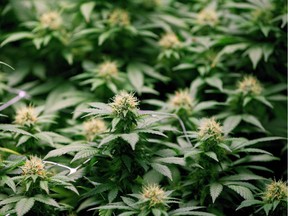 Cannabis plants being grown for the medical- marijuana market at OrganiGram in Moncton, N.B.