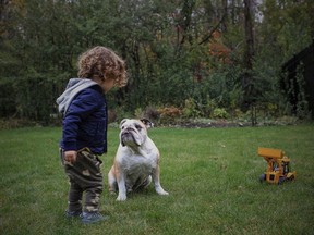 Henry the British Bulldog sits and waits patiently for a treat from Ben Cytrynbaum, who is two years old.

Photo by Paul Labonté